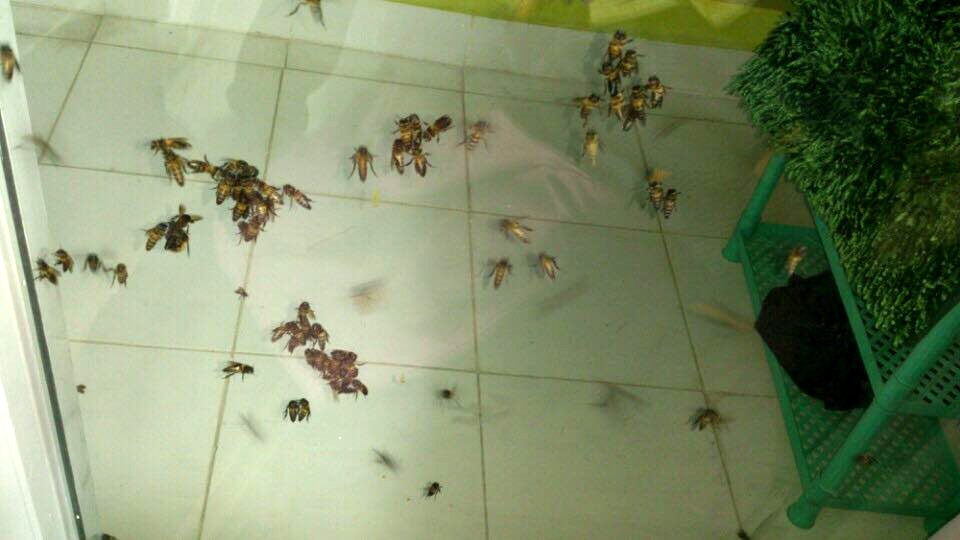 Chung cư náo loạn vì đàn ong bị phá vỡ tổ giữa đêm - 1 Chung cư náo loạn vì đàn ong bị phá vỡ tổ giữa đêm - 1