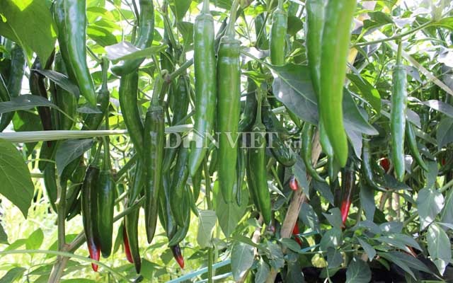 Kinh ngạc vườn ớt "mới toanh" hái nửa tấn/ngày để kịp xuất khẩu - 1
Với số vốn đầu tư đến nay hơn 2 tỷ, công sức bỏ ra đang gặt hái những thành quả bước đầu đáng khích lệ.