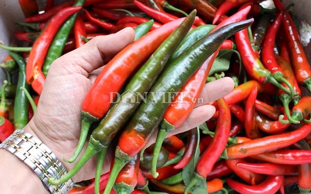 Kinh ngạc vườn ớt "mới toanh" hái nửa tấn/ngày để kịp xuất khẩu - 2
Chiều dài trung bình của trái (tính cả cuống), ớt chỉ địa dài khoảng 18 - 20cm, ớt chỉ thiên dài khoảng 10 - 12cm.