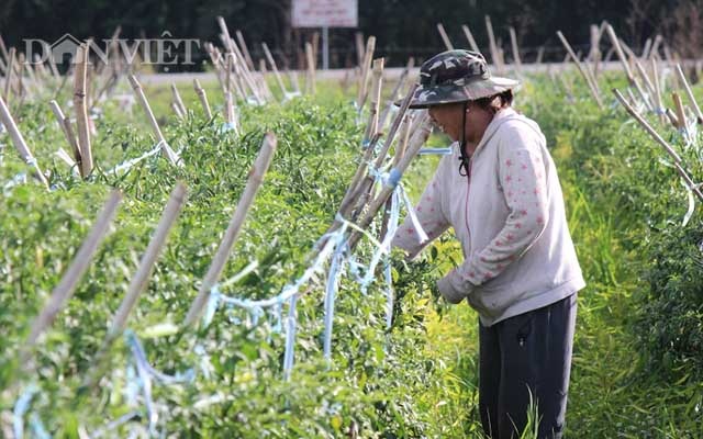 Kinh ngạc vườn ớt "mới toanh" hái nửa tấn/ngày để kịp xuất khẩu - 4
Trên 3 mẫu với số lượng hàng ngàn gốc, cây nào cũng mọc đều tăm tắp.
