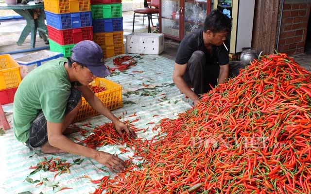 Kinh ngạc vườn ớt "mới toanh" hái nửa tấn/ngày để kịp xuất khẩu - 5
Ớt được cung cấp đủ dưỡng chất để đạt năng suất cao theo quy trình công nghệ của Israel với chế độ bón phân, nước hoàn toàn tự động