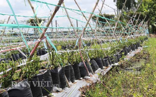 Kinh ngạc vườn ớt "mới toanh" hái nửa tấn/ngày để kịp xuất khẩu - 6
Ngoài diện tích đang cho thu hoạch, bà Xuân tiếp tục thử nghiệm quá trình sinh trưởng của giống ớt được nhập về từ Úc