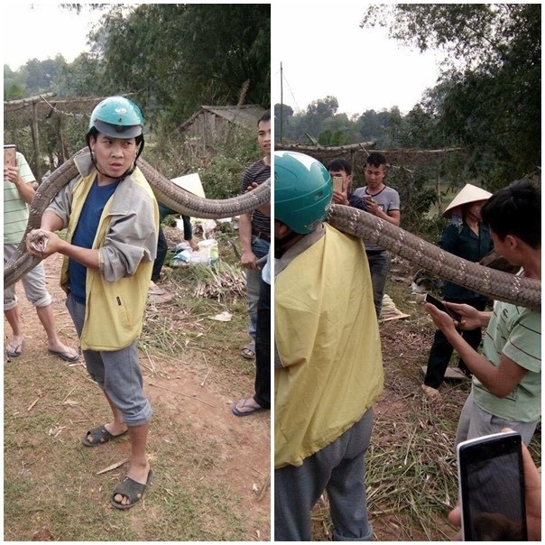Con rắn có trọng lượng 14kg khiến nhiều người sợ hãi. Ảnh Facebook