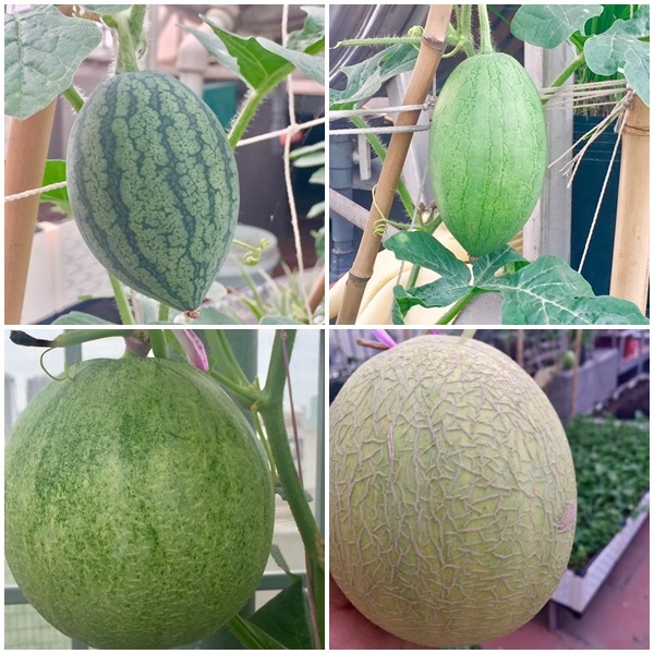 Mãn nhãn vườn rau xanh, cây trái trĩu trịt trên sân thượng nhà 5 tầng - 8 Không chỉ trồng rau, ông bố trẻ còn nghiên cứu cách trồng dưa hấu và dưa lưới trên sân thượng. Đây là loại cây tương đối khó trồng và kén đất. Vụ vừa rồi, anh Tuấn trồng khoảng 16 cây dưa lưới và thu hoạch được 10 quả.