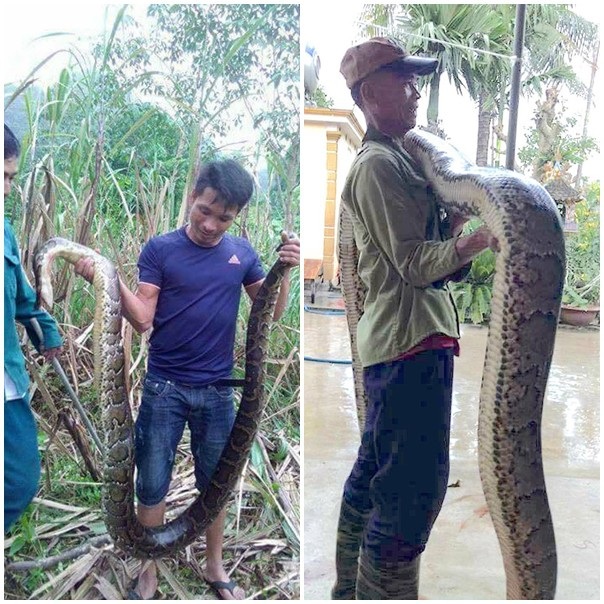 Con trăn lớn dài tầm 5m, nặng hơn 30kg. Theo người dân địa phương thì cả hai con này đã bị làm thịt đem nấu cao.