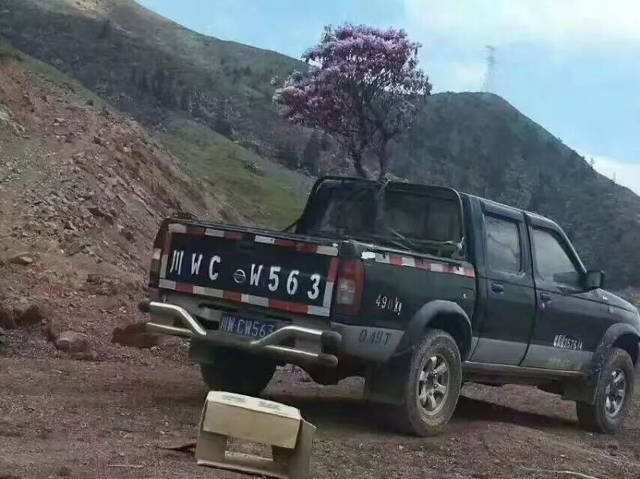 Hàng trăm du khách Trung Quốc thản nhiên bẻ hoa, lấy cành nướng thịt - 6 Bất chấp lời cảnh báo đỗ quyên chỉ sống ở vùng núi cao, nhiều du khách vẫn đánh cả xe ô tô lên để nhổ cây mang về trồng