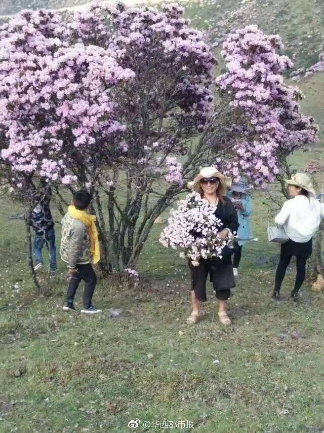 Hàng trăm du khách Trung Quốc thản nhiên bẻ hoa, lấy cành nướng thịt - 5 Thản nhiên ngắt cành hoa chụp hình