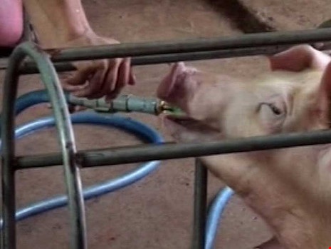 Theo chân heo bơm nước vào TP.HCM - 1 Theo chân heo bơm nước vào TP.HCM - 1