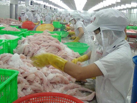 Hàng loạt doanh nghiệp Việt "sập bẫy" đối tác ngoại - 1
Nhiều DN thủy sản Việt Nam ngậm trái đắng vì không kiểm tra kỹ thông tin đối tác. Trong ảnh: Chế biến cá tra xuất khẩu tại Công ty Gò Đàng. Ảnh: QH