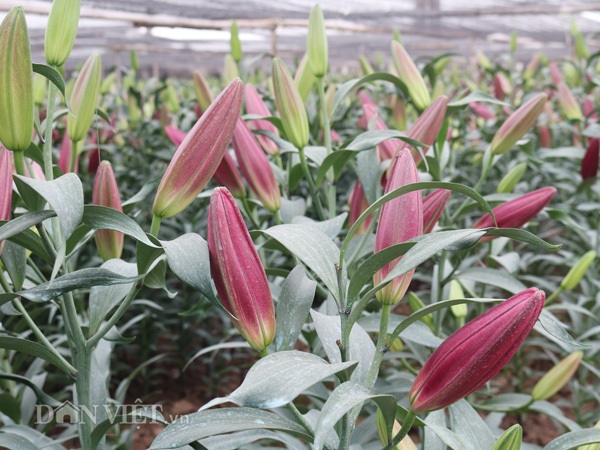 Hà Nội: Hoa ly nở đỏ đồng, bán giá "bèo" 4.000 đồng/cành - 1 Hà Nội: Hoa ly nở đỏ đồng, bán giá "bèo" 4.000 đồng/cành - 1