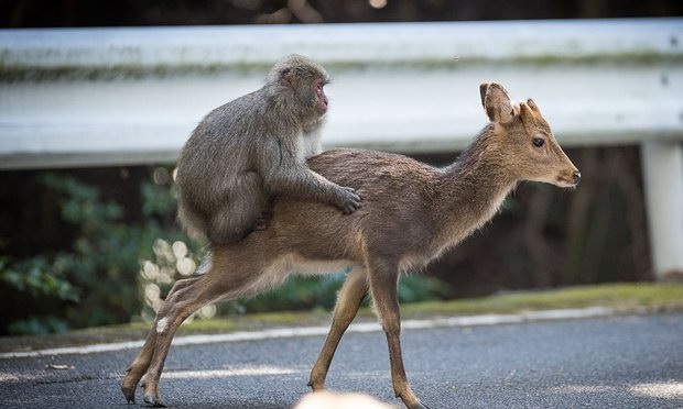 Bắt gặp khỉ định làm “chuyện ấy” với hươu ở Nhật | Báo Dân trí