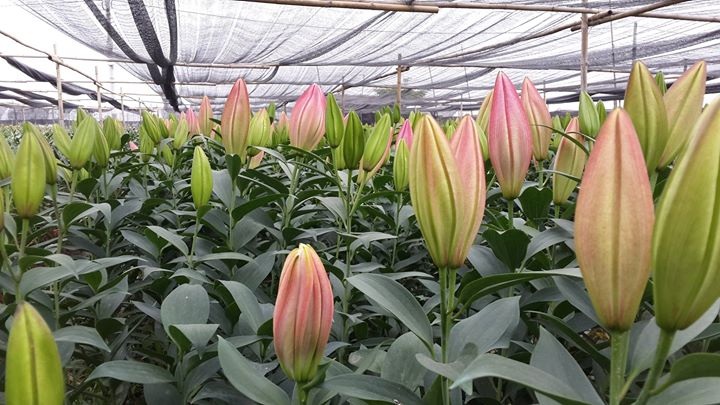 Hoa ly nở sớm, người trồng xót xa vì giá bán rẻ chỉ 8.000 đồng/cành - 1 Thời tiết nắng ấm khiến hoa ly nở sớm hơn dự kiến. Ảnh: Thu Thoan