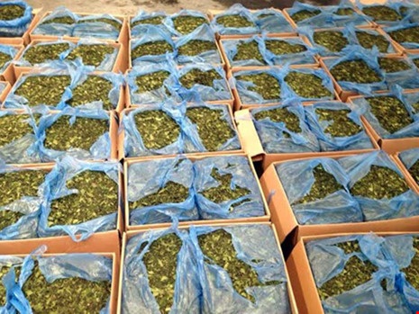 Đưa cỏ Mỹ, lá khat vào Bộ luật Hình sự - 1 Số lá khat bị hải quan cửa khẩu Tân Sơn Nhất phát hiện giữa năm 2016. Ảnh: CT