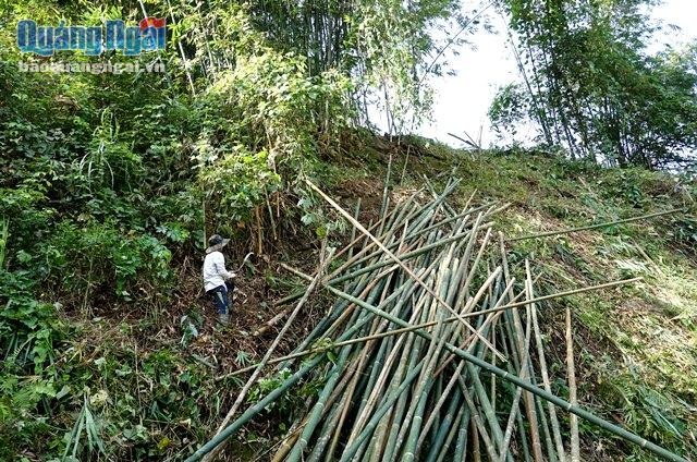 Lồ ô - "của để dành" trên non - 1 Tranh thủ thời tiết thuận lợi, người dân lên rừng khai thác lồ ô.