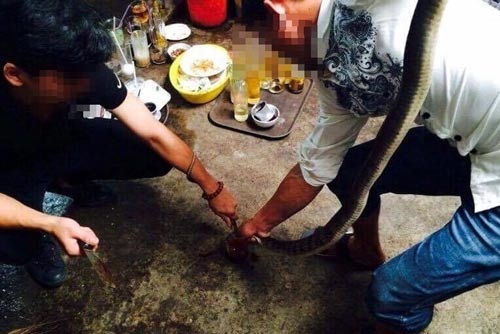 Rượu ngâm "đặc sản": Biết độc vẫn liều - 1 Bắt được con gì cũng sẵn sàng ngâm rượu Ảnh: HOÀNG THANH