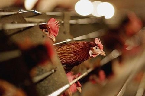 Trung Quốc ghi nhận thêm nhiều ca nhiễm và tử vong do H7N9 - 1 Trung Quốc ghi nhận thêm nhiều ca nhiễm và tử vong do H7N9 - 1