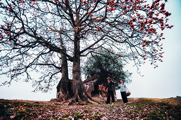 Thời nay, người ta không còn chuộng trồng cây hoa gạo trước nhà, nhưng giữa những cánh đồng Bắc Bộ vẫn có thể bắt gặp những gốc gạo lâu năm.