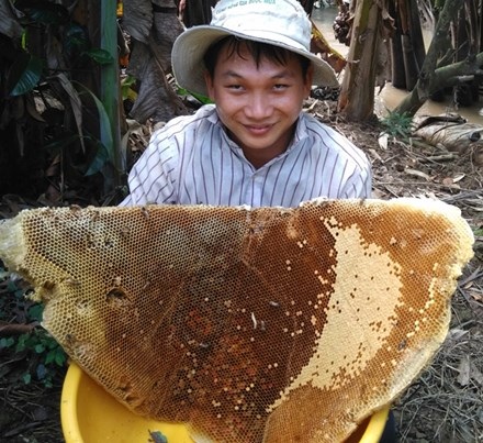 Chua chát nghề săn mật ong - 1 Sáp ong lớn được lấy từ trên cây xuống.