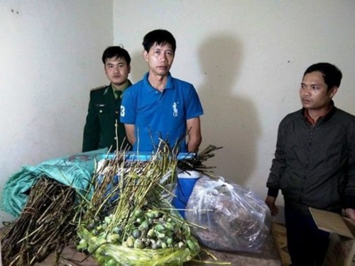 Tàng trữ, mua bán cây, quả thuốc phiện: Bắt khẩn cấp một chủ phòng khám y học cổ truyền - 1 Tàng trữ, mua bán cây, quả thuốc phiện: Bắt khẩn cấp một chủ phòng khám y học cổ truyền - 1