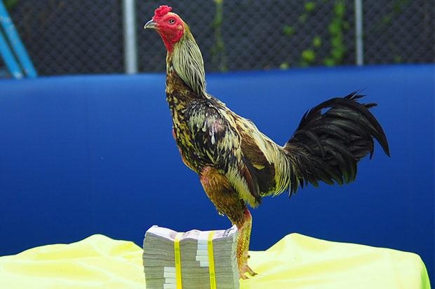 Xôn xao con gà chọi 600 triệu đồng: Dân chơi Việt phát thèm - 1
Con gà chọi được bán với giá 1 triệu baht.