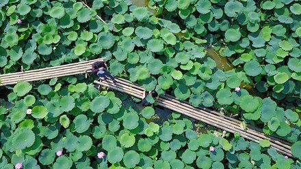 Chủ hồ sen mở dịch vụ thuê áo yếm, trang điểm thu bộn tiền - 1
Ngay từ sáng sớm cuối tuần, nhiều bạn trẻ đã tranh thủ chụp hình tại hồ sen Tân Xuân (Bắc Từ Liêm, Hà Nội)