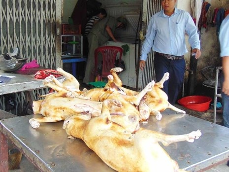 Chó xà mâu, chó trúng bả thành thịt ngon! - 1