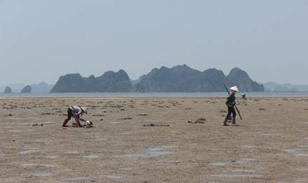 Nghề săn “thần dược” giữa lòng di sản - 1 Dù vô cùng vất vả nhưng nghề đào sá sùng vẫn chỉ dành riêng cho phụ nữ.