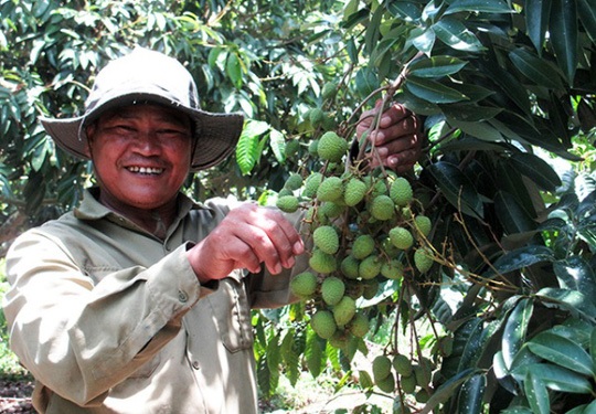 Vua vải Lục Ngạn bên bờ sông K’Rông Nô - 1 Ông Nguyễn Đình Đãi - chủ nhân vườn vải Lục Ngạn ở thôn Tân Tiến, xã Đạ Rsal , Đam Rông. Ảnh: An Nhiên