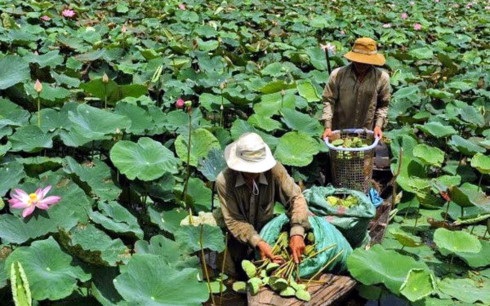 Trồng sen bán lá cho thu nhập cao - 1 Người dân vùng Đồng Tháp Mười thu hoạch các sản phẩm từ cây sen.(Ảnh: VNP)