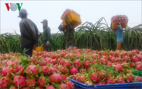 Tỉnh Bình Thuận đang quản lý chặt chẽ hoạt động thu mua thanh long trên địa bàn