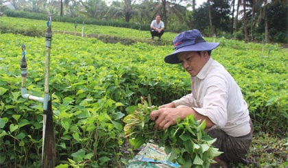 Thu lãi khoảng vài trăm triệu đồng mỗi năm từ trồng rau diếp cá - 1 Hàng trăm hộ dân xã Nhị Bình, huyện Châu Thành, tỉnh Tiền Giang hiện đang rất mừng vì rau diếp cá có giá bán cao, thu nhập khấm khá.