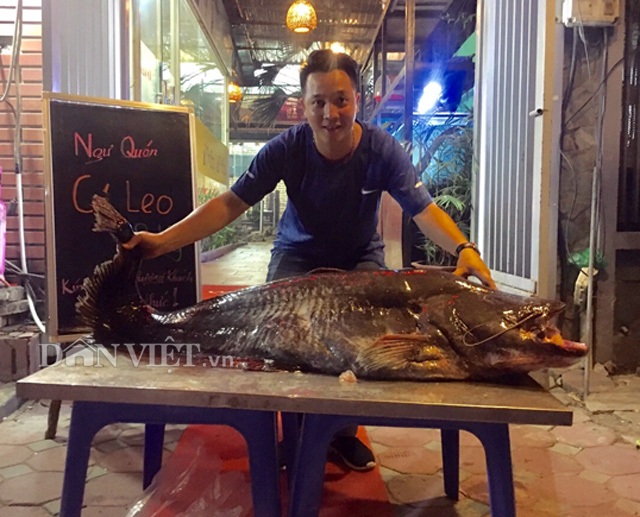 Cá leo 'khủng' nặng 52kg, dài bằng người lớn tiền triệu/kg ở Thủ đô - 1 Cá leo 'khủng' nặng 52kg, dài bằng người lớn tiền triệu/kg ở Thủ đô - 1