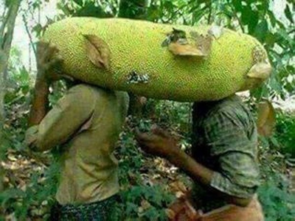 Mít dài cả mét, chuối nặng 1kg: Không dám ăn 1 mình - 1 
Quả mít to khủng phải 2-3 người mới bê được.