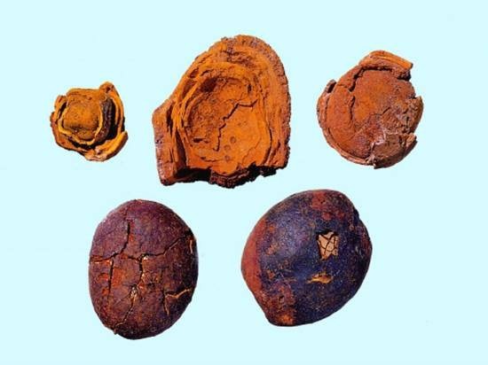 Bỏ tiền triệu săn lùng “ngưu hoàng” có chữa được bệnh hiểm? - 1 Ngưu Hoàng được coi là thuốc quý hiếm mà nhiều người săn lùng. Ảnh: T.L