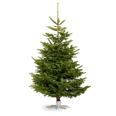 Không chỉ là dụng cụ trang trí Giáng Sinh, cây thông Noel còn là biểu tượng của tình yêu và hy vọng. Hãy khám phá sự đắt đỏ và sang trọng của cây thông Noel đắt nhất năm nay, đầy ý nghĩa và đặc biệt.