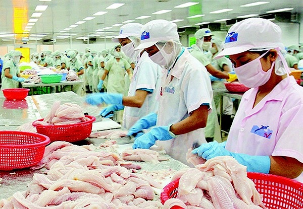 Cơ cấu tiền lương đang... “méo mó” - 1 Chế biến cá tra xuất khẩu tại công ty Thủy sàn Hùng Vương.