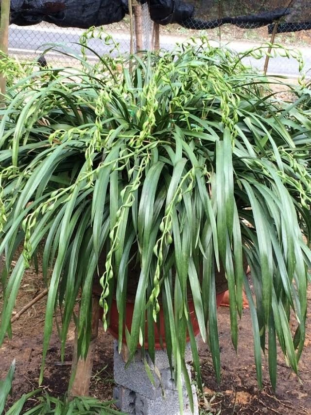 "Giấc mộng vua Trần": 200 triệu đồng mua địa lan huyền thoại chơi Tết - 2
Để sở hữu được một chậu lan Trần Mộng đẹp, khách phải bỏ ra cả trăm triệu đồng. Thậm chí, nhiều đại gia mê loại lan này còn chi tới 200 triệu đồng