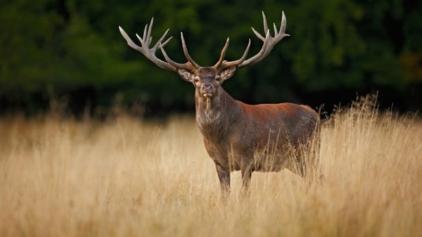 Các nhà nghiên cứu giải mã những bí mật lớn từ gạc hươu - 1