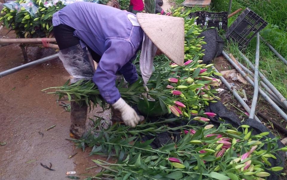 Hoa ly nở sớm, người trồng xót xa vì giá bán rẻ chỉ 8.000 đồng/cành - 2 Nhiều người trồng phải cắt bán sớm những cành ly mong được đồng nào hay đồng ấy. Ảnh: Thu Thoan
