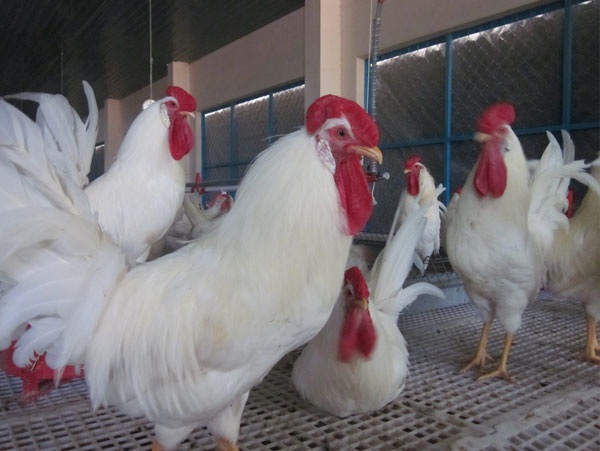 
Gà Novo White được nuôi dưỡng ở Trại chăn nuôi Suối Dầu để lấy trứng gà có phôi sản xuất vaccine.
