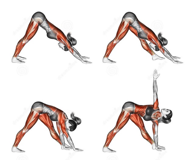 Động tác yoga tác động tới các cơ như thế nào? - 5
Tư thế tam giác