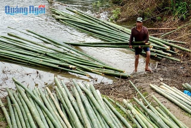 Lồ ô - "của để dành" trên non - 2 Tập kết lồ ô để bán cho thương lái.