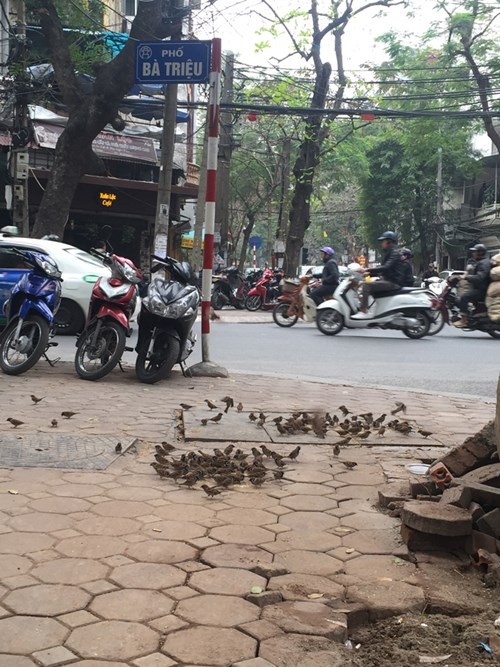 Những người đàn bà nuôi chim sẻ - 2 Đàn chim trời sà xuống ăn thóc.