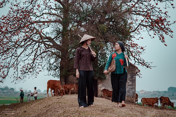 Cứ mỗi độ tháng 3 cây gạo lại trổ hoa, nhắc chúng ta nhớ về một thời xưa cũ.