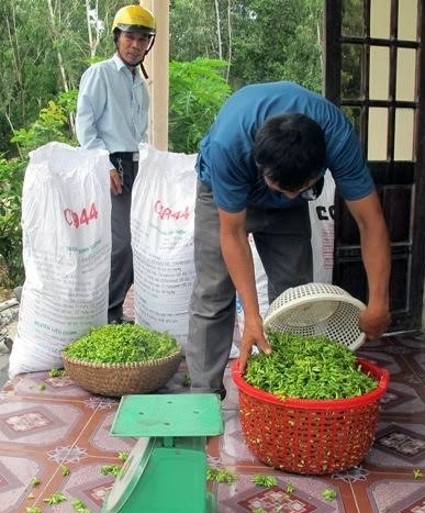 Hoa thiên lý nở trên cát, cho trăm triệu/năm - 2 Hoa thiên lý anh bán cho thương lái
