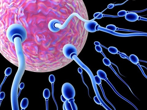 Nam giới có thể quan hệ tình dục đến tuổi nào? - 2 Tinh trùng của đàn ông cao tuổi không hề bị lão hóa như các cơ quan khác
