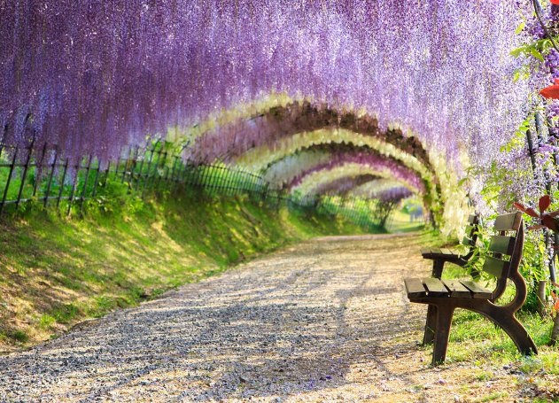 Không cần ngắm hoa anh đào, Nhật Bản vẫn còn rất nhiều nơi hấp dẫn để đi - 1