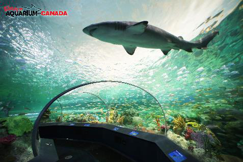 Hành trình "học mà chơi, chơi mà học" tại Toronto - 1 Một góc đường hầm dưới nước thủy cung Ripley. Nguồn: Ripley’s Aquarium of Canada