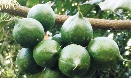 Tỷ phú Hà thành trên cao nguyên - 2 Quả mắc ca trên vùng đất đỏ bazan Lâm Hà.