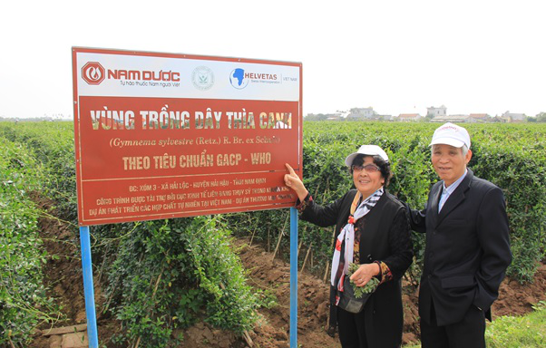 Tin vui bất ngờ cho bệnh nhân tiểu đường - 1
Vùng trồng Dây thìa canh rộng 3ha đạt tiêu chuẩn GACP-WHO của Tổ chức Y tế Thế Giới tại Hải Hậu – Nam Định